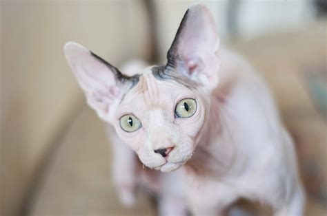 Sphynx Cat What You Need To Know About This Hairless Cat Citizenside