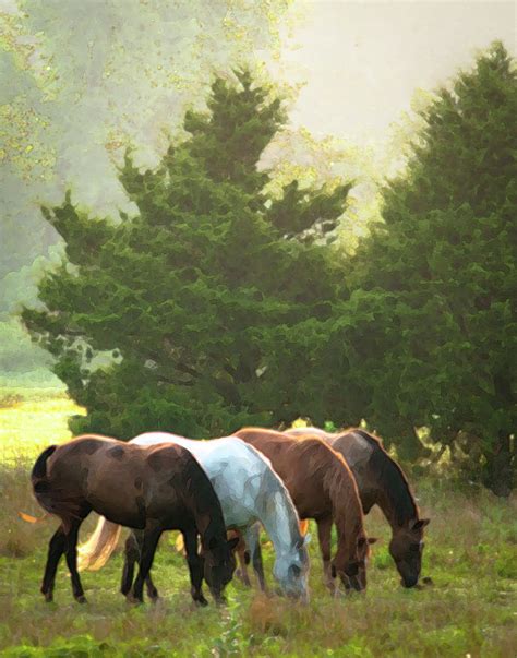 Four Of A Kind Photograph By Ron Mcginnis Fine Art America