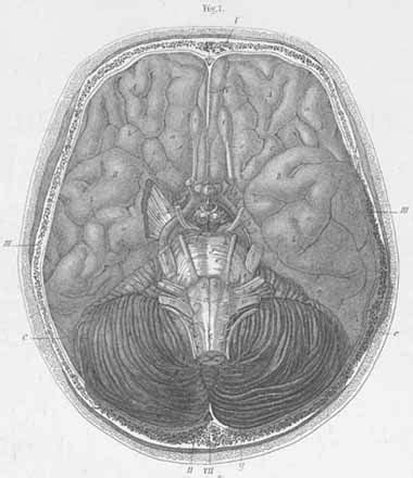 Virtual Hospital: Atlas of Human Anatomy: Plate 23: Figure 1