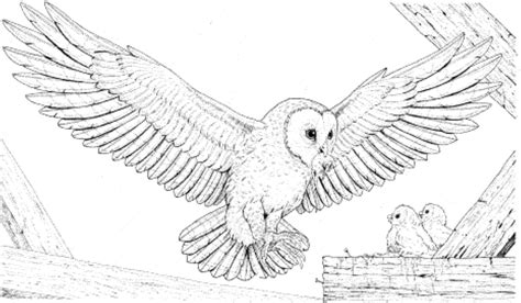Swirls and twists incorporated into this beautiful and wise bird. Print & Download - Owl Coloring Pages for Your Kids