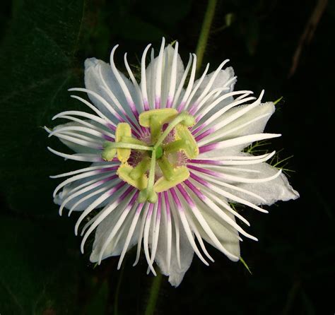 Passion Flower Passiflora Foetida Diana Bradshaw Flickr