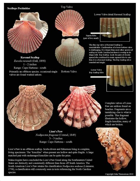 Nccollecting Sea Shells Shells Ocracoke