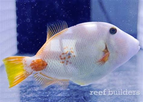 Ghostly White Triggerfish Could Be Rarer Than Albino Mutation Reef