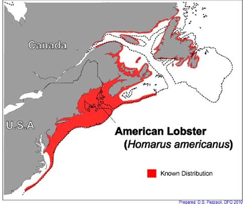Distribution Of American Lobster Homarus Americanus In The Northwest