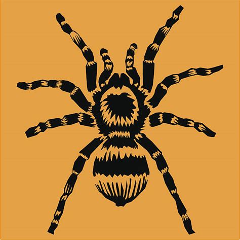Tarantula Clip Art Vector Images And Illustrations Istock