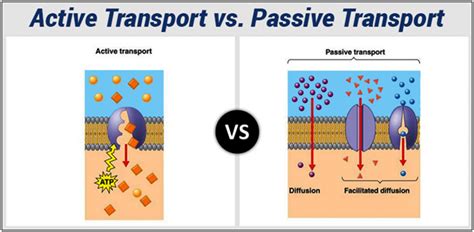 Differences Between Active Transport And Passive Transport Diffusion