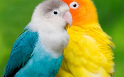 Lovely Birds Wallpaper ·① Wallpapertag