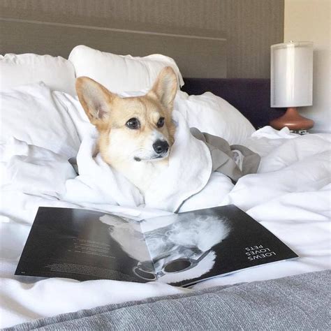 The Pawsh Life 18 Hotels With Dog Room Service Menus Bring Fido
