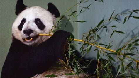 Chinese Eagerly Await Return Of Panda From Us Zoo Bbc News