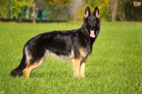 German Shepherd Dog Breed Information Buying Advice Photos And Facts Pets4homes