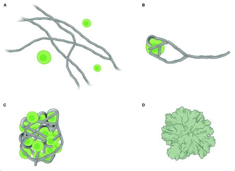 Schematic Representation Of The Four Stages Of Lichen Formation A
