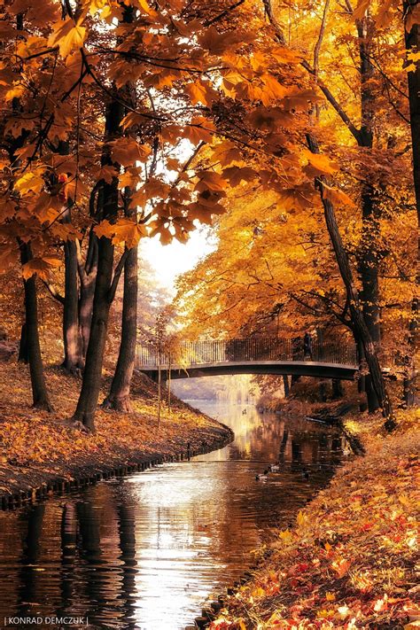 autumn symphony -) | Autumn scenery, Autumn landscape, Autumn photography