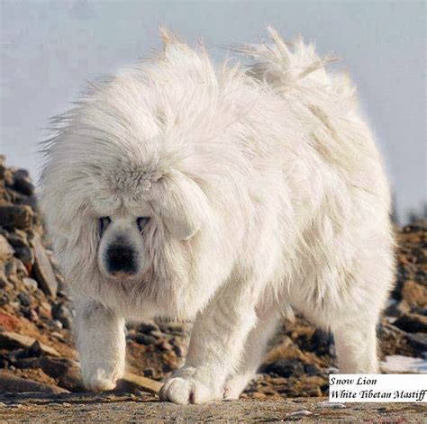 White Tibetan Mastiff Pictures Biggest Dog Breed Looks Like Lion