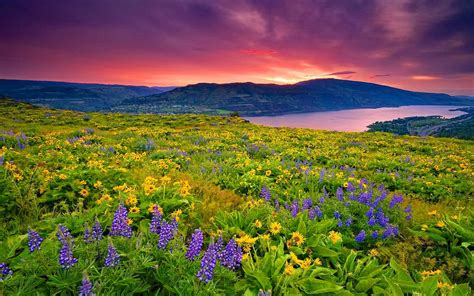 Landscape Nature Yellow And Blue Flowers Meadow Lake Mountain Sky With Clouds Red Wallpaper With