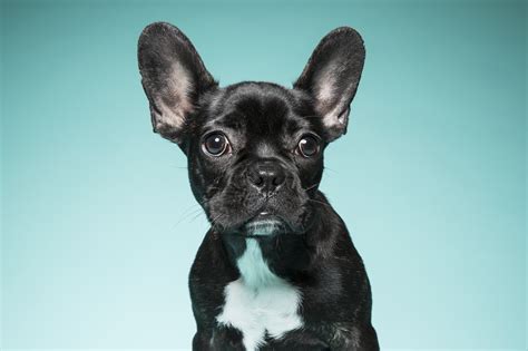 Some french bulldogs can live to be older than the average with records of the oldest frenchie being a whopping 18 years. Here's Why Los Angeles is Obsessed with French Bulldogs ...