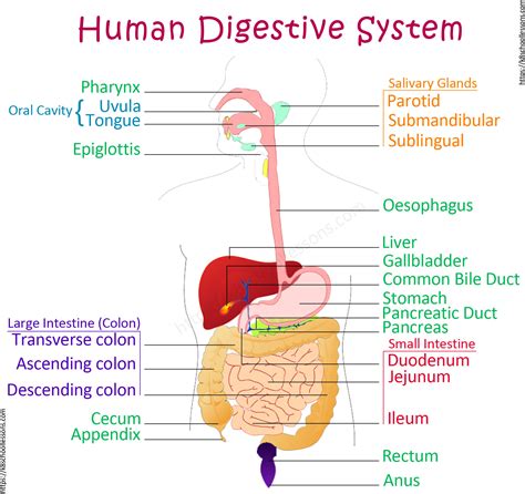 Printable Human Digestive System Diagram Images And Photos Finder