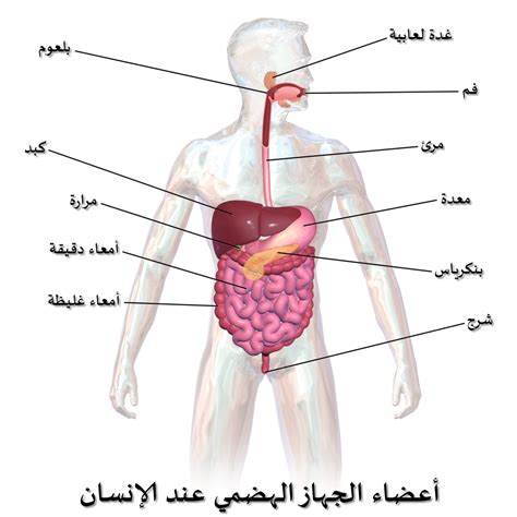 Gastroenteritis is a very common condition in children. رسم تخطيطي لجسم الانسان , تعرف على مكونات جسم الانسان ...