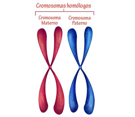 Teoría Cromosómica De La Herencia