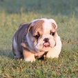 2342 best Bull Dogs images on Pinterest | English bulldogs, Doggies and ...
