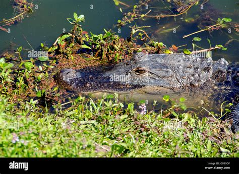 American Alligator Rests On The Edge Of Wetlands On Hilton Head Island