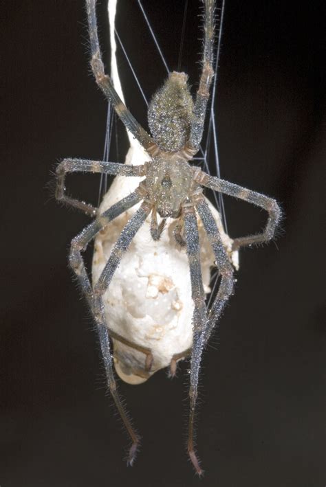 gradungulidae cave spiders