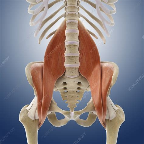 Iliopsoas Muscles Artwork Stock Image C0134425 Science Photo