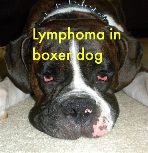 Lymphoma In Boxer Dog Boxer Dogs