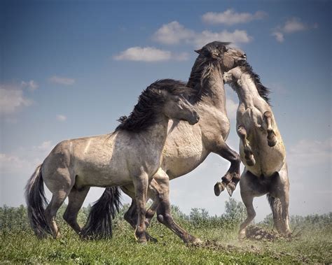 Dancing Horses By Henri Ton 500px Wild Horses Horses Beautiful Horses
