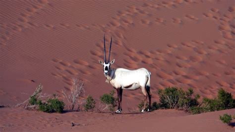 Arabian Unicorn Thrives Again In Wild Ctv News