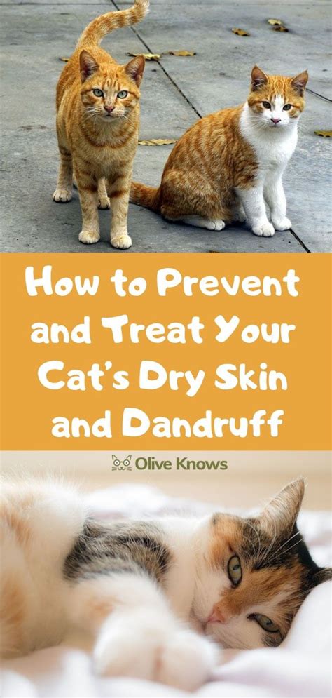You can use raw pumpkin seeds to naturally deworm your cat by grinding the seeds fresh every day. How to Prevent and Treat Your Cat's Dry Skin and Dandruff ...