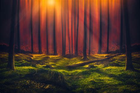 Sunbeam Forest 5k Hd Nature 4k Wallpapers Images