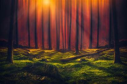 Forest 5k Sunbeam Wallpapers Nature Sunny Resolution