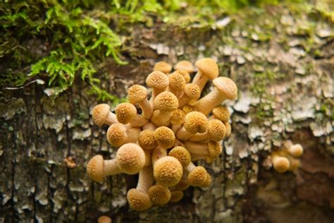 Premium Photo Group Of Honey Agaric Mushrooms Grow On Tree Trunk In