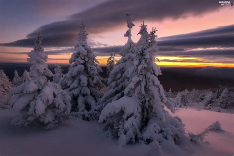 Trees Winter Spruces Great Sunsets Viewes Snowy Beautiful Views