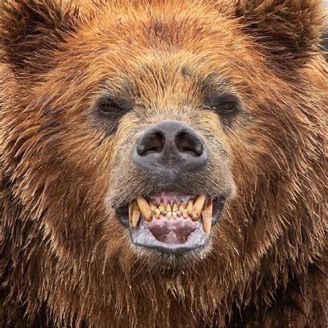 wildliveplanet on instagram “kamchatka brown bear smiling whilst this might certainly look