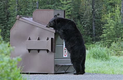 Two Black Bears Euthanized In Yellowstone Search For Third Underway