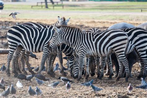 Morning Tour At Safari Ramat Gan Stock Photo Image Of Zebras Equids
