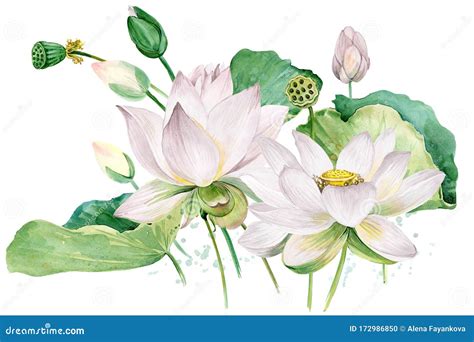 White Lotus Watercolor Botanical Illustration Stock Illustration