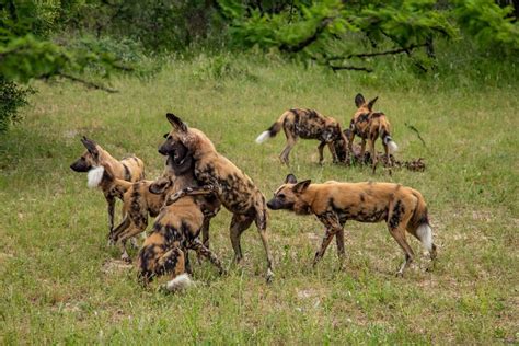 30 African Wild Dog Facts You Cannot Miss