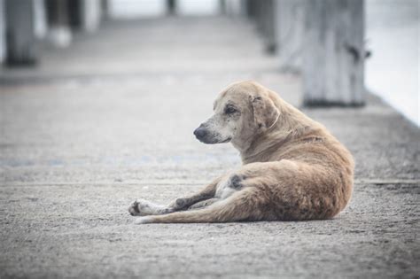 ¿cómo Podemos Contribuir En La Ayuda De Perros En Situación De Calle