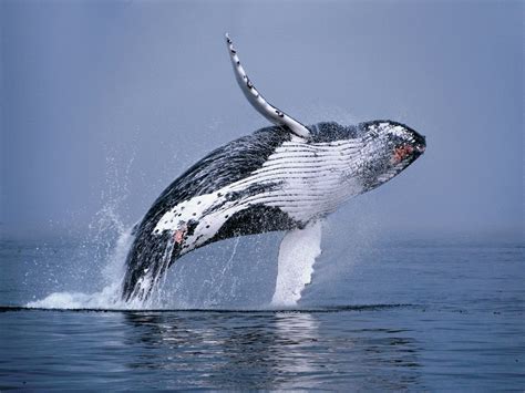 Humpback Whale Breaching Humpback Whale Whale Whale Watching Boat