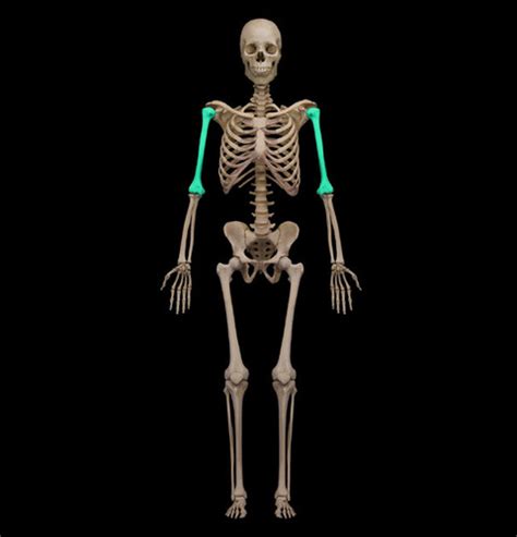 Appendicular Skeleton Bones And Bone Markings Flashcards Quizlet