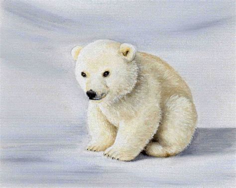 Awasome Cartoon Drawings Of Polar Bears References