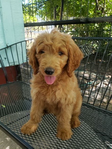 Goldendoodle puppies up for sale/adoption. Goldendoodle Puppies For Sale | Northern California, CA ...