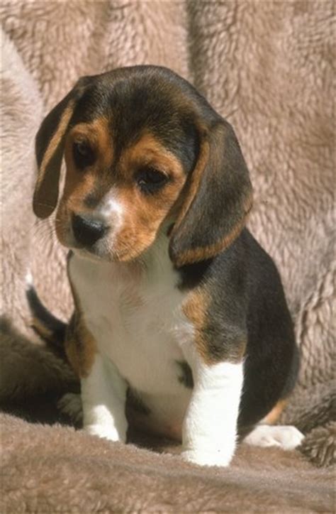 beagle pictures