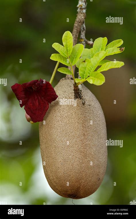 Fruit Flower And Leaf From Sausage Tree Kigelia Africana Stock Photo