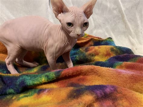 They need daily grooming and do not do well with dogs. Sphynx Cats For Sale | Bowie, MD #289443 | Petzlover