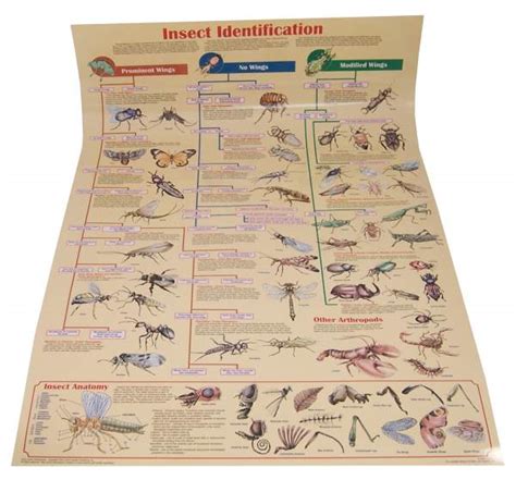 Insect Identification Chart Laminated Feenixx Publishing