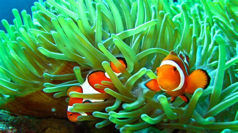 Sea Animals Clownfish And Anemone Wallpaper Hd