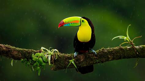 Toucans Bird 4k Hd Wallpapers Hd Wallpapers Id 31411